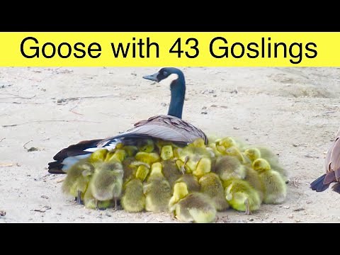 Mother Goose With 43 Goslings … A Canada Geese Gang Brood