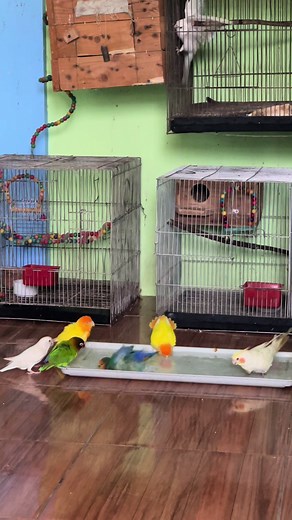 Bird Queen: Bath Time Fun for Birds