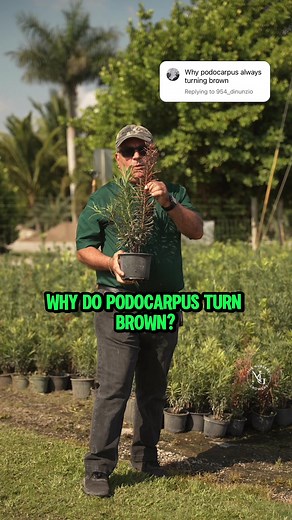 🌿 Is your Podocarpus turning Brown? ☹️ 👉 Here’s why 👈 - - #thenurserygrowers #planthealth #plantdoctor #plantsofinstagram #podocarpus #wholesalenursery #growth #plantgrowth #planteducation #theplantmovement #asornamentalnursery #educate #greenindustry #themoreyouknow #letsgrow #plantasdetiktok