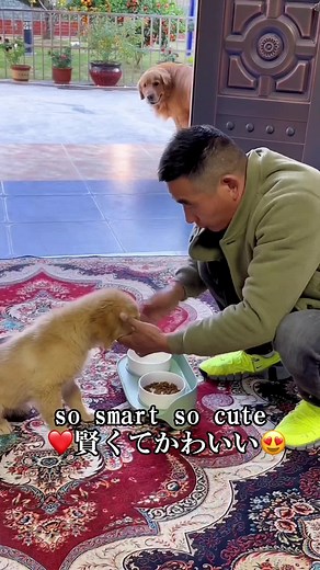 #笑 #爆笑 #爆笑動画 #funny #ペット #犬 so smart so cute❤賢くてかわいい😍