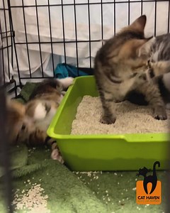 Meet our adorable 8-week-old kittens! 🐾 Playful, full of energy, and ready to find their forever home 🏡Adoptions Open: ⏰10am-5:45pm Monday-Friday ⏰10am-4pm Weekends & Public Holidays 📍23 Lemnos Street, Shenton Park | Cat Haven WA