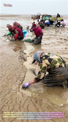 Watch Skilled Gatherers Rake Shellfish from the Mudflats to Perfection! 🐚🌊↓