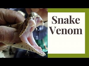 Unlocking the Secrets of Snake Venom: Extraction, Uses, and Bite Treatment