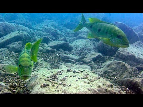 Boulengerochromis microlepis, protecting their offspring.