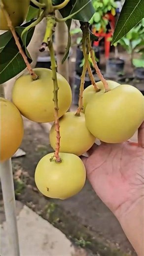 unique mango in a pot with abundant fruit ready to be harvested #shorts #fruitfarming