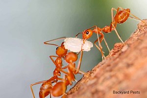 What Ants Do With Food - A Tale of Honeypots And Regurgitation