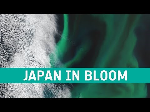 Earth from Space: Japan in bloom