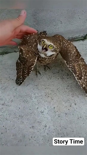 Found lost little owl #trending #viral #hype #animals #owl #birds