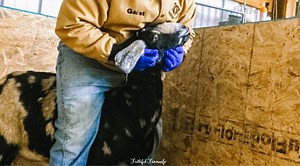 How to Drain an Abscess on a Goat- With Video