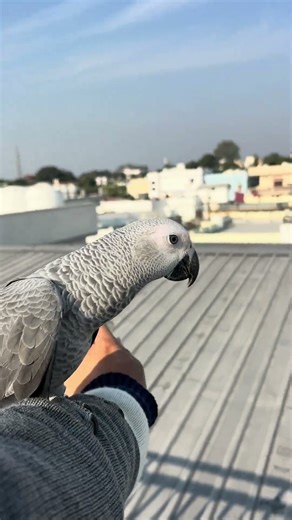 African grey parrot training video 🦜 #africangray #birds #talkingparot #parrot #viralvideo