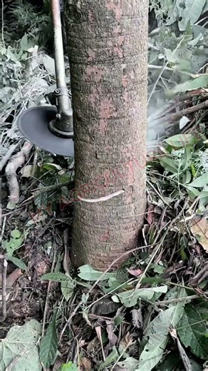 Fast and Precision Tree Cutting with Modern Power Tool 🌳⚙️ #MyAgricultureLife #Landscaping