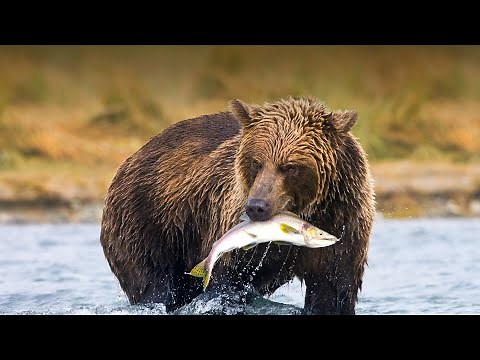 Animal Ecology (Fauna) Part 1: Food Acquisition and Body Temperature