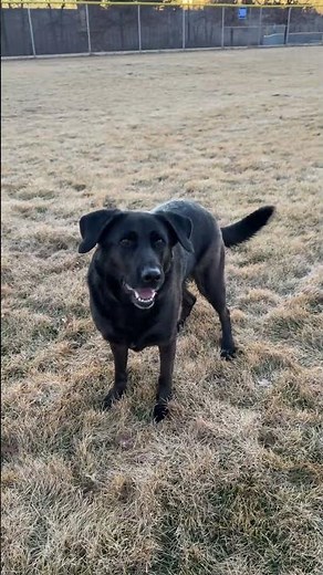 Black Lab German Shepherd Mix - Sophie