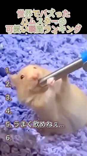 世界でバズったハムスターの可愛い瞬間ランキング #ハムスター #Hamster #ハムスター動画 #ハムスター好き #かわいいハムスター #ランキング #shorts #もふるふぃチャンネル