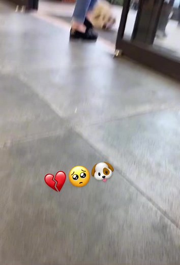 Heartfelt Moments with a Sleeping Dog