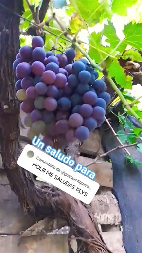 saludando suscriptores parte 2 #humor #alechacra