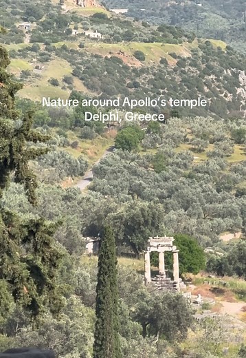 Purple Flower at Apollo’s Temple in Delphi