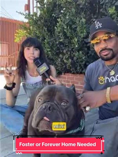 Doc Needs a Foster or Forever Home! ❤️🐕| Besties Ep. 46 @mrdeniro @Halo Collar #petadoption #dogsoftiktok #rescuedog