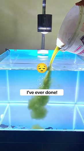 How to Grow Carpet Algae in Your Aquarium