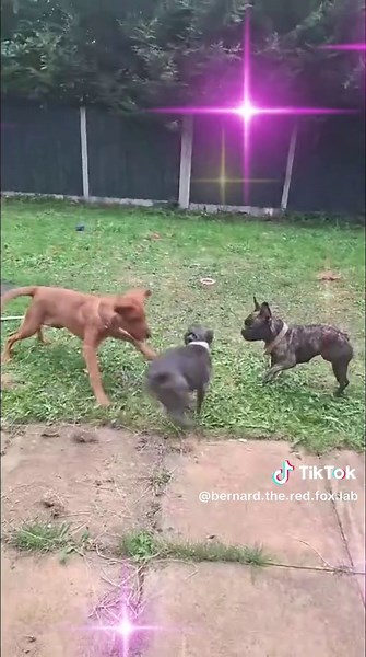 #lab #puppydog #besrfriends #fyp