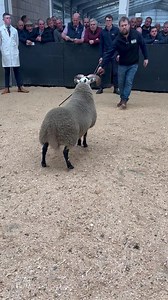 £5000 High Staward to B Harkin, J McCurdy & share retained | Blackface Sheep Breeders' Association