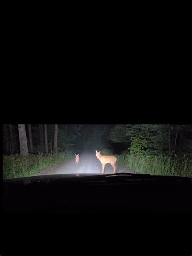 Unexpected Collision with an Elk Encounter