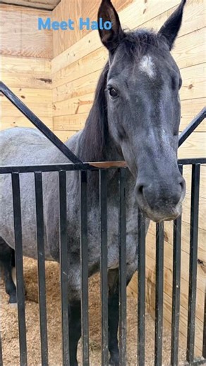 Meet Halo #slybydesign #bluepocogin