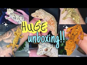 UNBOXING 12 NEW GECKOS!! He gave me 2 FOR FREE! (INSANE)
