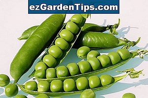 Burpee Snow Pea Varieties 🌱 Tips Tuinders - Nl.ezGardenTips.com