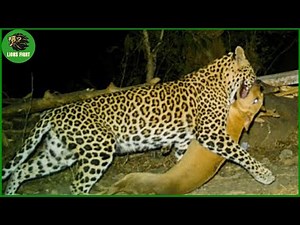 Dogs vs Leopard In Brutal Encounter | Animal Fighting