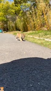 2.9K views · 128 reactions | The poor stray dog found a kind owner.#friendship #tiktok #Love #cute #animals #dog | Loveanimals69 | Facebook