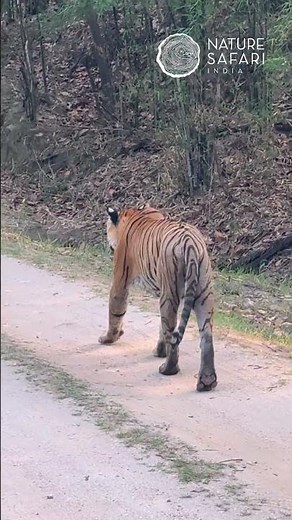 Majestic Tiger Walks By: Did You Notice Its Fake Eyes?