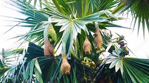 Masked weaver Bird Nesting Colony on Asian palmyra palm tree. Beaver nests hanging on the tree