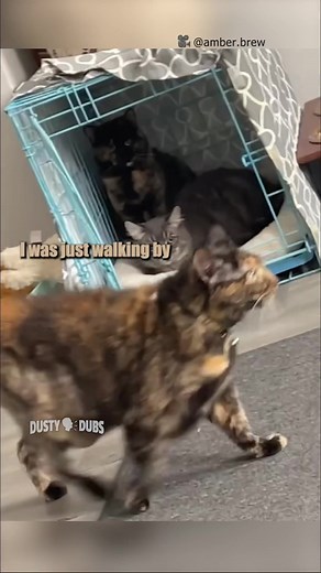 🐈 sneak attack 🎥: @Amber #voiceover #cats #sneakattack