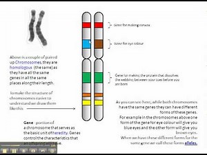 Chromosomes, genes and alleles