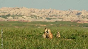 Black tailed prairie dogs in grassland