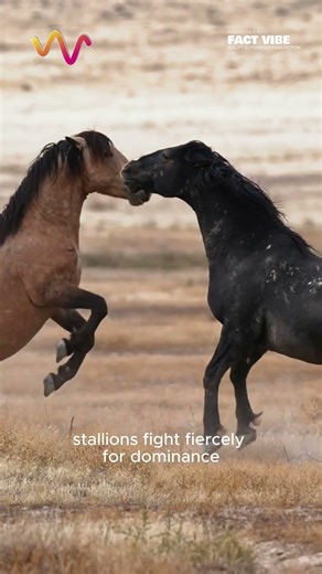 Wild Instincts Never Fade 🐎 #horse #horses
