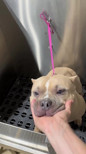 Cuidado y Baño de Microbully: Consejos Prácticos