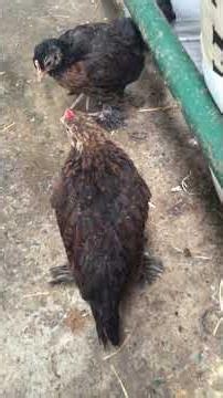 Squabbling, between young & strong birds. #babyanimal #chicken #adorablechicks #funny #god #nature