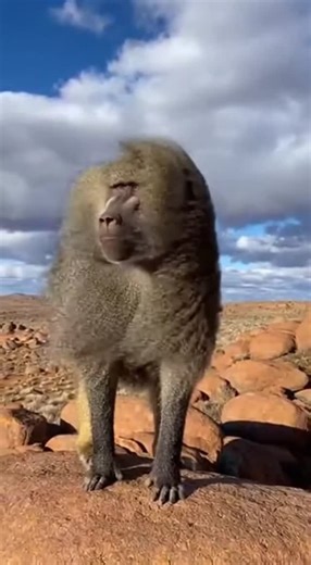 Animal Sound Earth 🌍 on Instagram: "Hear the intense bark grunts of a wild baboon echoed across rugged rocky hills, as its coarse grey mane ripples in the wind. Each powerful vocalization cuts through the airy ambience of swirling sand and rustling fur, revealing the raw energy of this fierce animal. The natural scene captures the untamed spirit of the baboon’s world. 🔗 Follow for more animal sounds: TikTok: http://tiktok.com/@animalsoundearth Instagram: https://www.instagram.com/@animalsounde