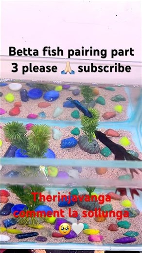 Betta Breeding part 3 comment la sollunga Frnds 😍🥹 #shorts #shortsviral #bettafish #bettabreeding