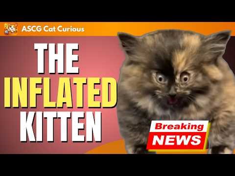 California Vet Helped an Inflated Kitten Air Out | Hot-Air Balloon Cat