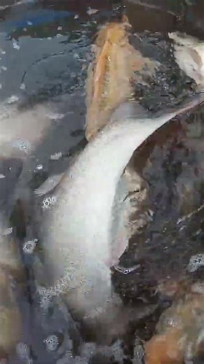 Fresh Fish Market Loading Process | Tilapia Silver Carp Transport ASMR Video #fin_cuts_tv