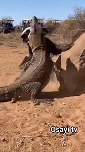 Ultra-realistic handheld wildlife footage. A honey badger charging a rock monitor lizard near rocky roadside terrain. Real fight with biting, tail whipping, and forceful shoves. Natural daylight, earth-tone savanna colors. Background safari vehicles stopped, people filming. Dust clouds, camera shake, unscripted wildlife combat. #fblifestyle #wildlife | Toiletboy1 fans page