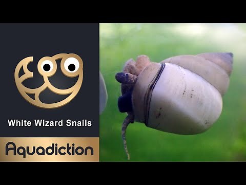 White Wizard Snails - Rare Ornamental Freshwater Aquarium Snails