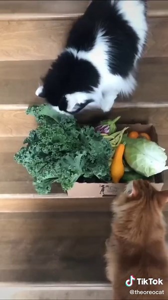 Curious Cats and Vegetables: A Funny Compilation