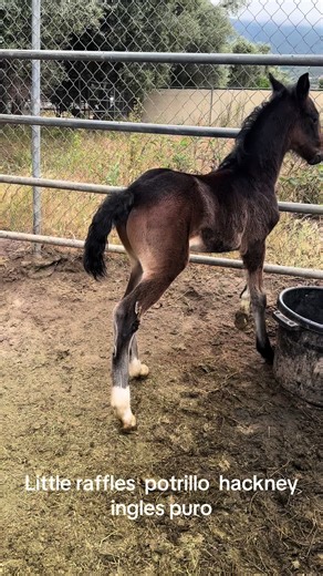 Hackney el troteador on TikTok