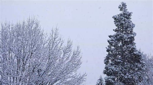 Snow, Snowing, Snowfall. Free Stock Video