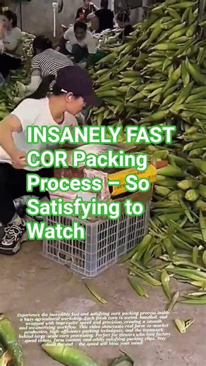 INSANELY FAST COR Packing Process – So Satisfying to Watch #satisfying #corn #short