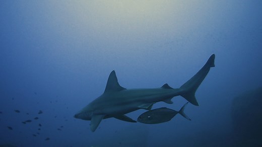 20K views · 83 reactions | The blue runner fish hides in the shadows of sharks to ambush its prey. Learn more about the unusual predatory behavior: https://scim.ag/423Brs9 | News from Science | Facebook